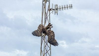 Bid to use satellite to track rescued bird of prey caught in TV antenna