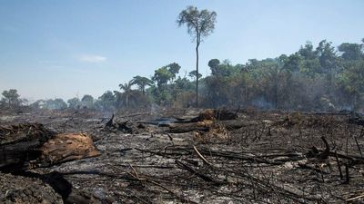 Meanwhile, On The Other Side Of The Globe, The Amazon Is Near A ‘Tipping Point’ With Droughts