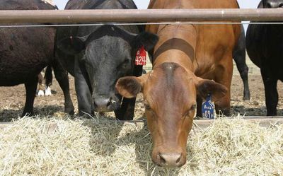 Gene-edited beef cattle get regulatory clearance in U.S.