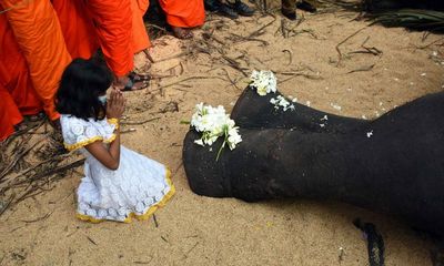 Sri Lanka to hold state funeral for beloved sacred elephant Raja