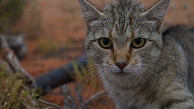 Feral pest inquiry response shuts down cat curfew but urges owners to keep pets contained