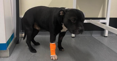 Woman spends life savings to save pet 'poisoned' during walk