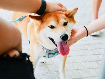 Shiba Inu Overtakes FTX Token As Ethereum Whales' Darling