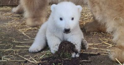 Highland Wildlife Park offering people chance to meet and name new polar bear cub