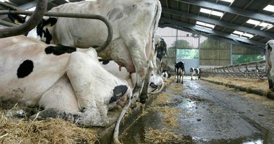 Climate Bill NI: Agrifoods claim NI will lose 9 out of 10 cows and sheep if net-zero plan passed