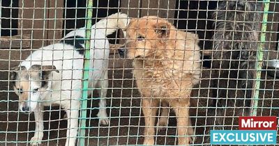 Dogs flee and supplies run low as missiles rain down on Ukrainian animal shelters