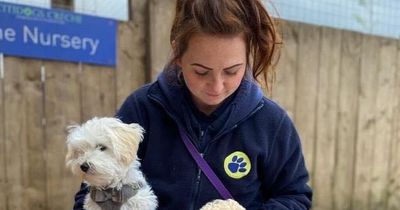 Edinburgh doggy day care devastated as thieves steal four vans in 'planned' operation