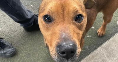 Derry animal shelter forced to close its doors due to 'harassment from pro-hunting groups'