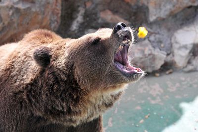 Rare Italian brown bear notorious for breaking into bakery captured and placed in captivity
