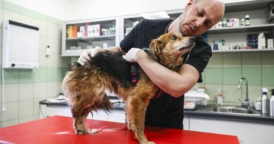 Brave Polish vets risk their lives to save injured animals left behind in Ukraine