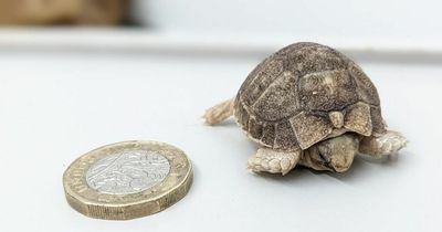 Rare tiny baby Egyptian tortoise smaller than a £1 coin born in Plantasia in Swansea