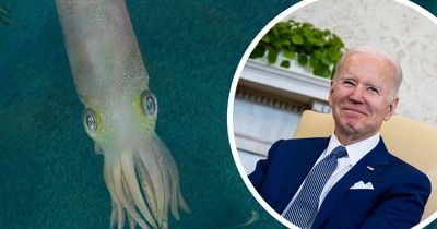 Weird vampire squid-like creature with 10 arms named after US President Joe Biden