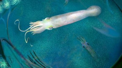 Earliest known ancestor of vampire squid and octopus named after US President Joe Biden