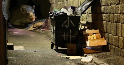 The families hunting rats in lane behind Newcastle's Stowell Street