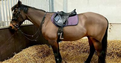 Teen injured and horse killed after hit-and-run crash as police hunt driver