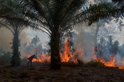 Decarbonising the palm oil industry