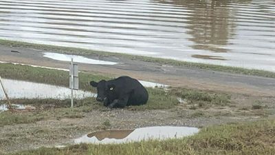 Northern NSW vets work to save hundreds of starving, suffering animals amid flood crisis