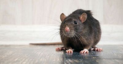 Rise in reports of rats and mice as businesses reopen after lifting of Covid restrictions