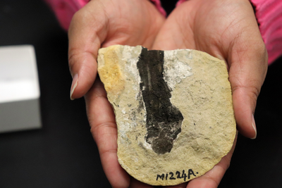 Past climate change may have played vital role in preserving ocean fossils, study says