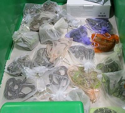 Border authorities find 52 reptiles hidden in man's clothing