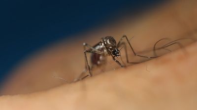 NSW records first Japanese encephalitis death
