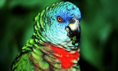 Birdwatch: St Lucia parrot adds colour to independence day celebrations