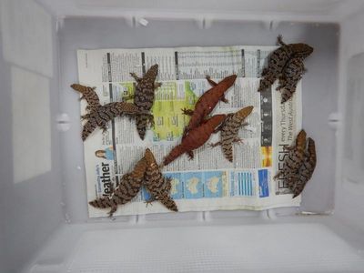 Men sentenced for smuggling live lizards
