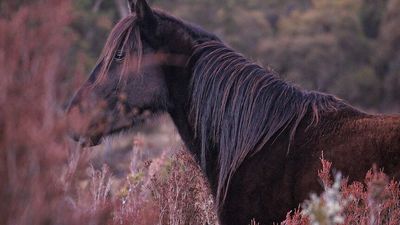 Brumby trap yards in Kosciuszko National Park dismantled by activists