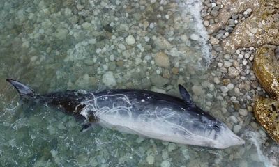 Stranding of three whales in Corfu raises alarm over seismic testing for fossil fuels