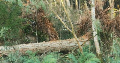 Dumfries and Galloway families being denied access to cheap firewood in publicly-owned forests