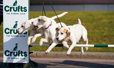 New dogs, new tricks: lockdown puppy boom changes face of Crufts