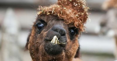 Edinburgh University forked out £1.3k on Alpaca 'de-stressing' events but student anxiety worsens