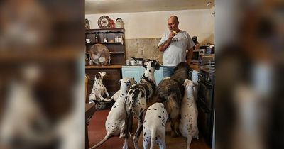 Couple with 31 dogs forced to leave 'uninhabitable' home