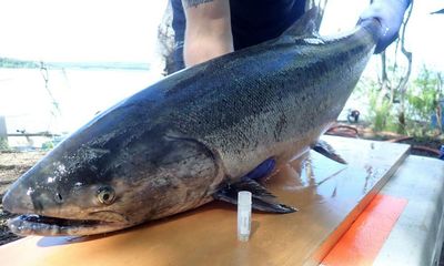 Not going with the flow: salmon ‘sue’ US city over harm to population
