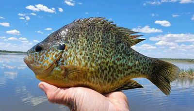 The Great Pumpkinseed: Records, habitat, probable records in Illinois; plus Stray Cast and Go & Show