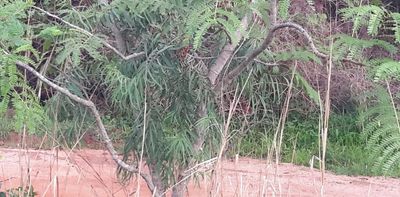 Mistletoes, locust bean trees and birds work together in Nigeria's forest ecology