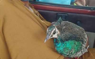 Peacock deaths continue to worry officials, villagers in Chittoor district of Andhra PRadesh