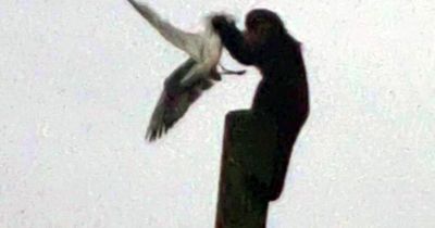 Zoo horror as monkey snatches seagull from sky and smashes it to death in front of families
