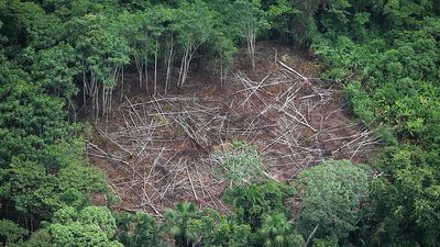 Death Of A Rainforest: Amazon Near Tipping Point Of Transitioning To Savanna, Study Says