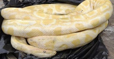 Street cleaners find 10ft dead snake dumped in pile of rubbish by fly tippers