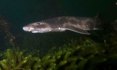 Sleeping with fishes: Australian scientists discover some sharks do need their shut-eye