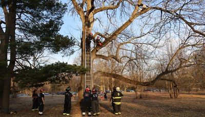 Indiana teenager climbed 35 feet to try to rescue a cat in a tree, then couldn’t get down