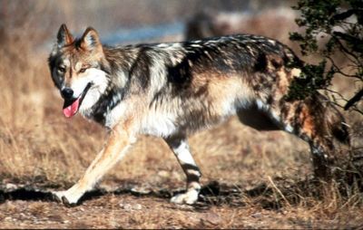 Mexican wildlife managers release 2 pairs of wolves
