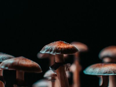 Novamind To Conduct Phase II Psilocybin Trial For Major Depressive Disorder