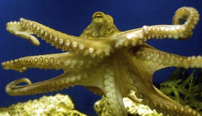 Octopus ancestors, found in Montana, lived even before dinosaurs, study finds