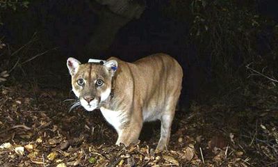 ‘Pretty awesome’: celebrity mountain lion’s walkabout excites Los Angeles residents
