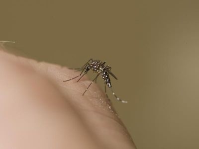 Fourth Japanese encephalitis case in NSW