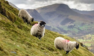 Wild Fell by Lee Schofield review – can the Lake District be rewilded?