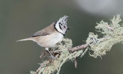 Climate change fundamentally affecting European birds, study shows