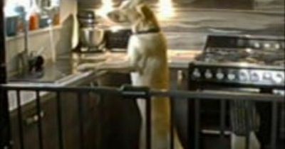 Dog floods kitchen after working out how to turn tap on - costing owners £4,000